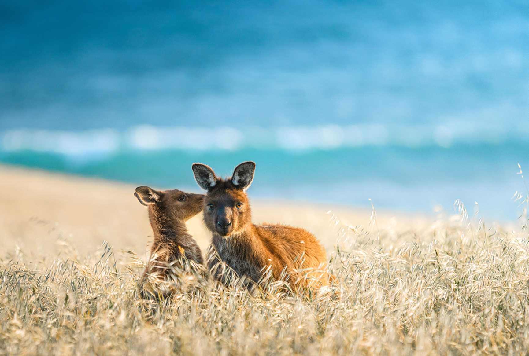 Two Kangaroos in a field