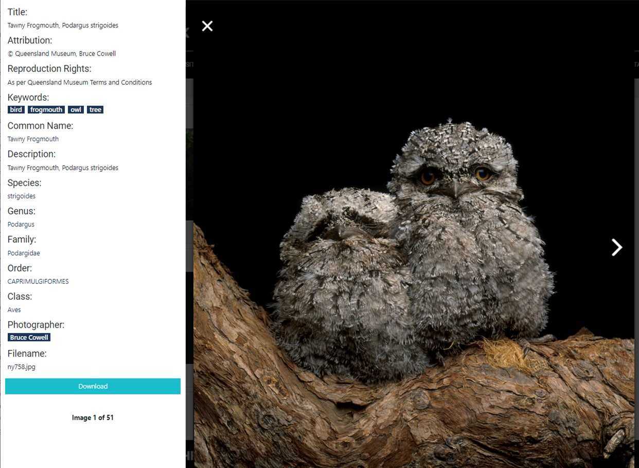 Picture of owls with metadata in Fotoware DAM